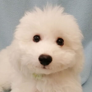 ビション・フリーゼ