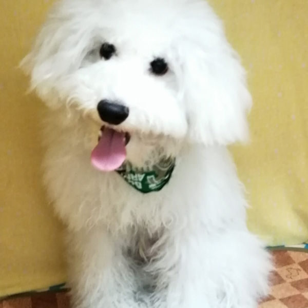 ビション・フリーゼ - 画像 (5)