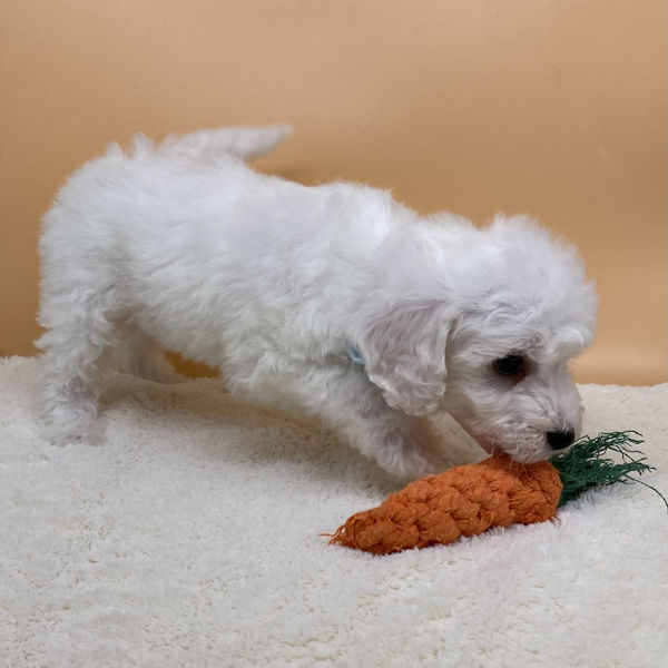 ビション・フリーゼ - 画像 (3)