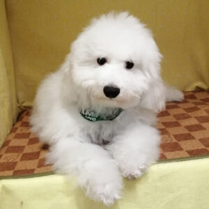 Alternative view of ビション・フリーゼ