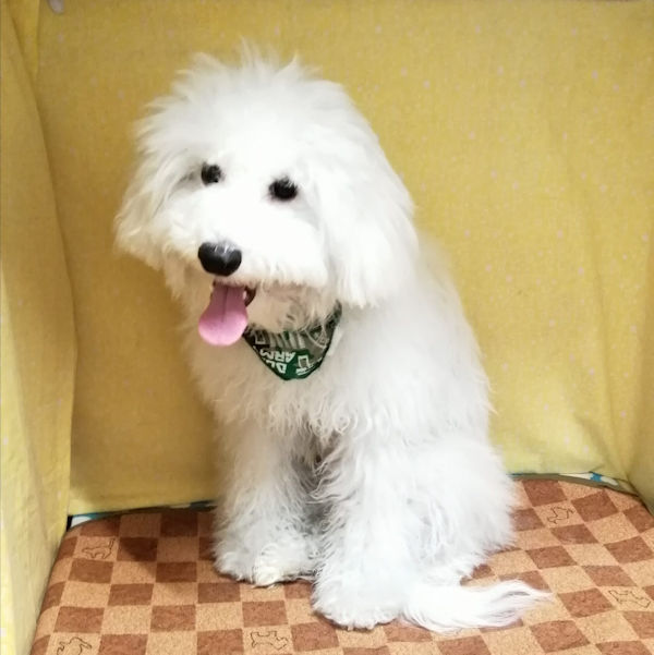 ビション・フリーゼ - 画像 (2)