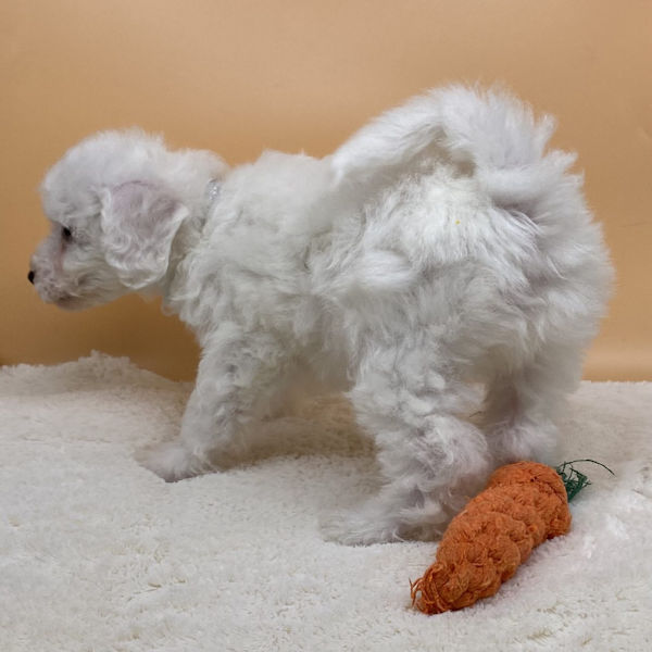 ビション・フリーゼ - 画像 (4)