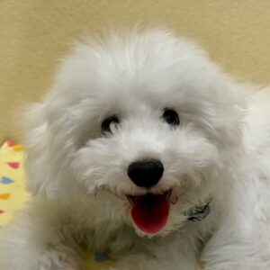 ビション・フリーゼ