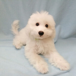 Alternative view of ビション・フリーゼ