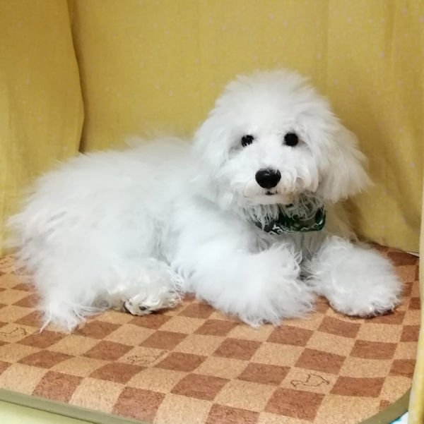 ビション・フリーゼ - 画像 (3)