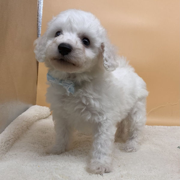 ビション・フリーゼ - 画像 (2)