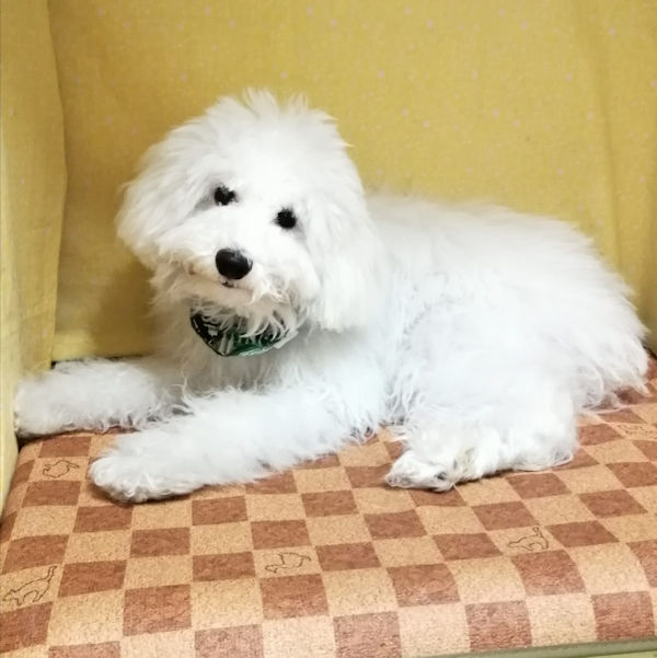 ビション・フリーゼ - 画像 (4)