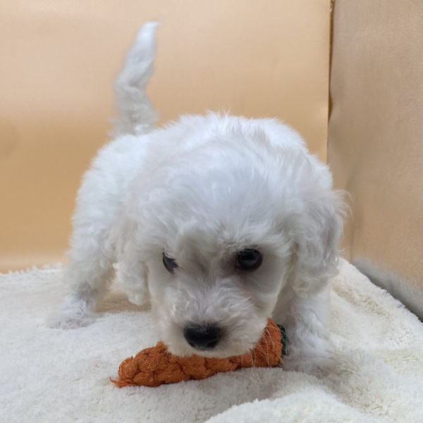 ビション・フリーゼ - 画像 (5)