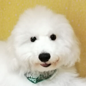 ビション・フリーゼ