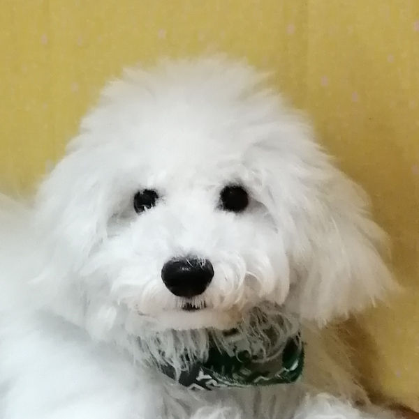 ビション・フリーゼ