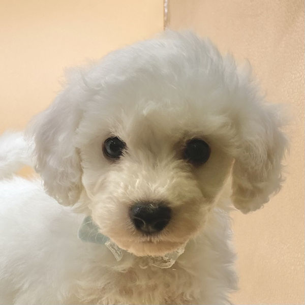 ビション・フリーゼ