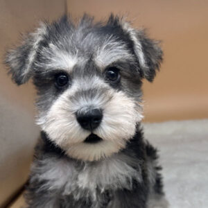 ミニチュア・シュナウザー