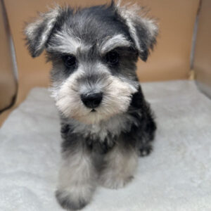 Alternative view of ミニチュア・シュナウザー