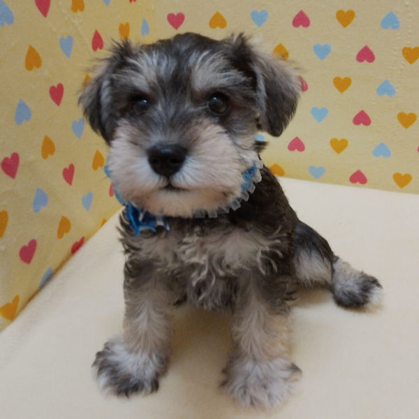 ミニチュア・シュナウザー - 画像 (2)