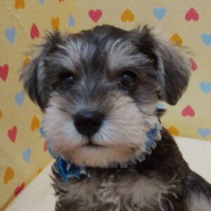 ミニチュア・シュナウザー