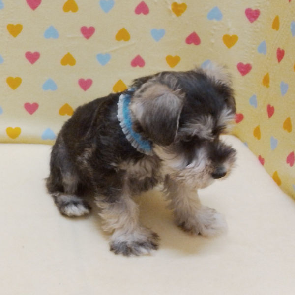 ミニチュア・シュナウザー - 画像 (4)