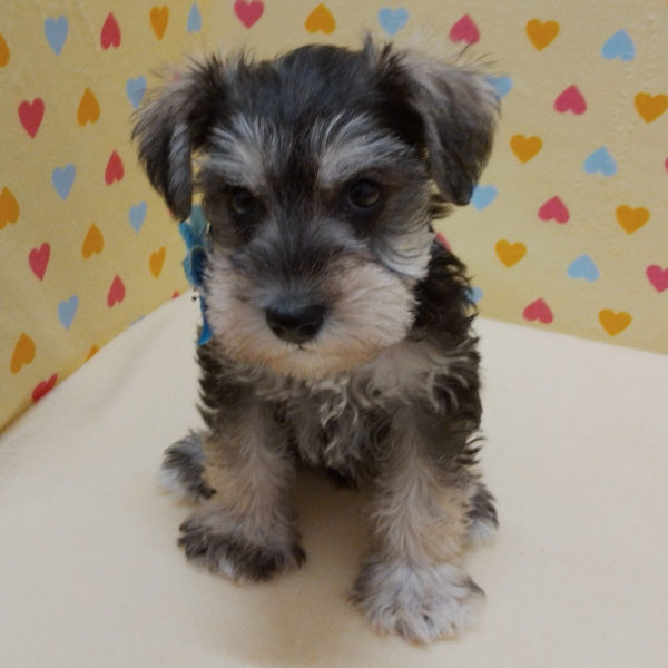 ミニチュア・シュナウザー - 画像 (5)