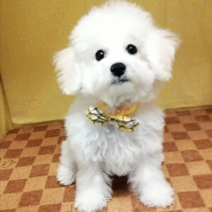 Alternative view of ビション・フリーゼ