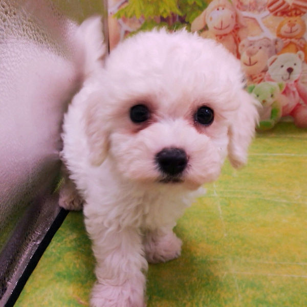 ビション・フリーゼ - 画像 (3)