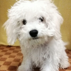 Alternative view of ビション・フリーゼ