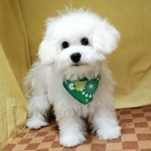 Alternative view of ビション・フリーゼ