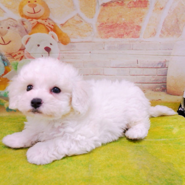 ビション・フリーゼ - 画像 (2)