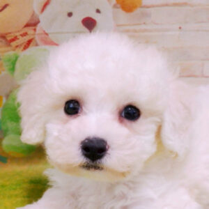 ビション・フリーゼ