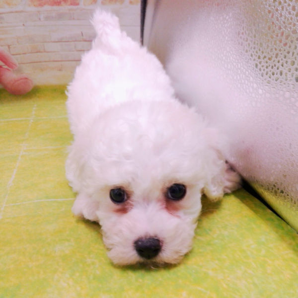 ビション・フリーゼ - 画像 (4)