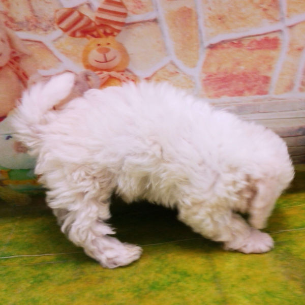 ビション・フリーゼ - 画像 (5)