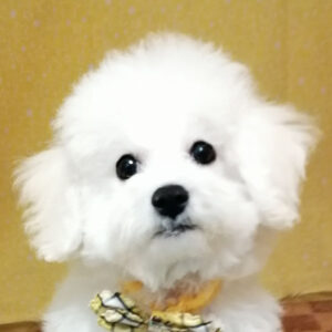 ビション・フリーゼ