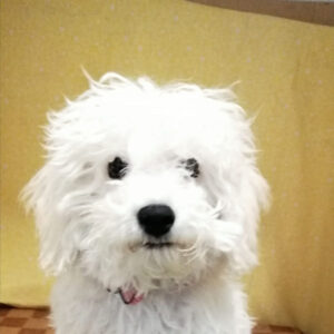 ビション・フリーゼ