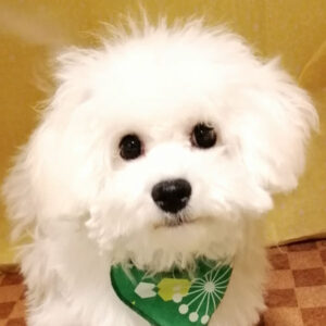 ビション・フリーゼ