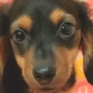 ミニチュア・ダックスフンド(ロングヘアード)