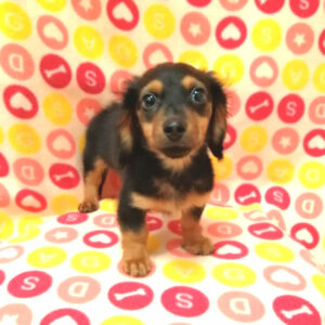 Alternative view of ミニチュア・ダックスフンド(ロングヘアード)