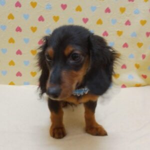 Alternative view of ミニチュア・ダックスフンド(ロングヘアード)