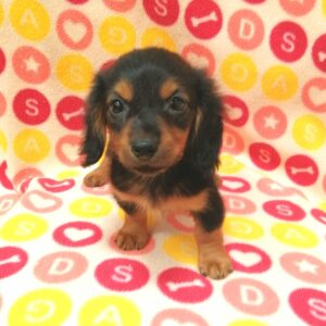 Alternative view of ミニチュア・ダックスフンド(ロングヘアード)