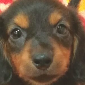 ミニチュア・ダックスフンド(ロングヘアード)