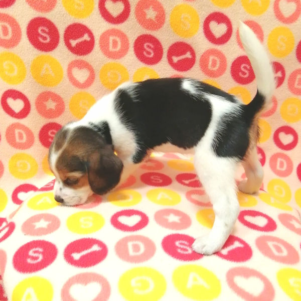 ビーグル - 画像 (4)