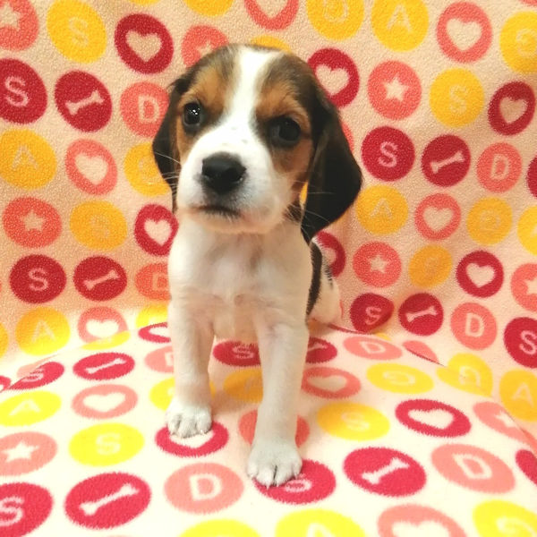 ビーグル - 画像 (2)