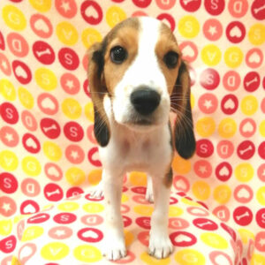 Alternative view of ビーグル