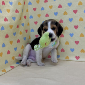 Alternative view of ビーグル