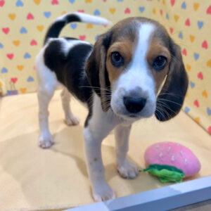 Alternative view of ビーグル