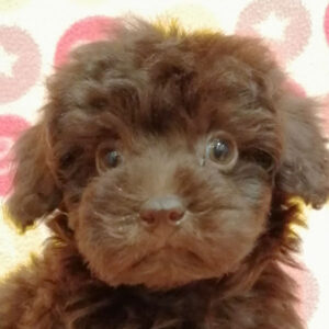 トイ・プードル