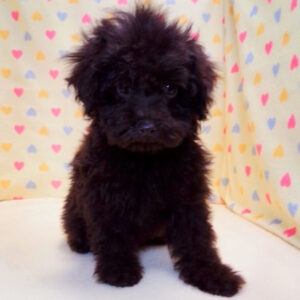 Alternative view of トイ・プードル