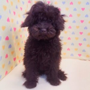 Alternative view of トイ・プードル