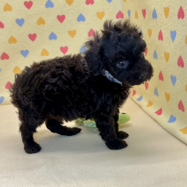 トイ・プードル - 画像 (3)