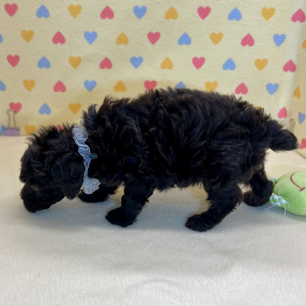 トイ・プードル - 画像 (4)