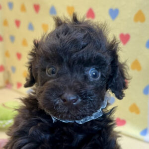 トイ・プードル