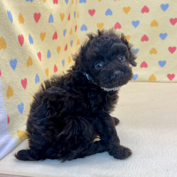 トイ・プードル - 画像 (5)