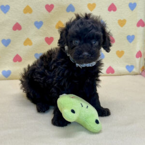 Alternative view of トイ・プードル